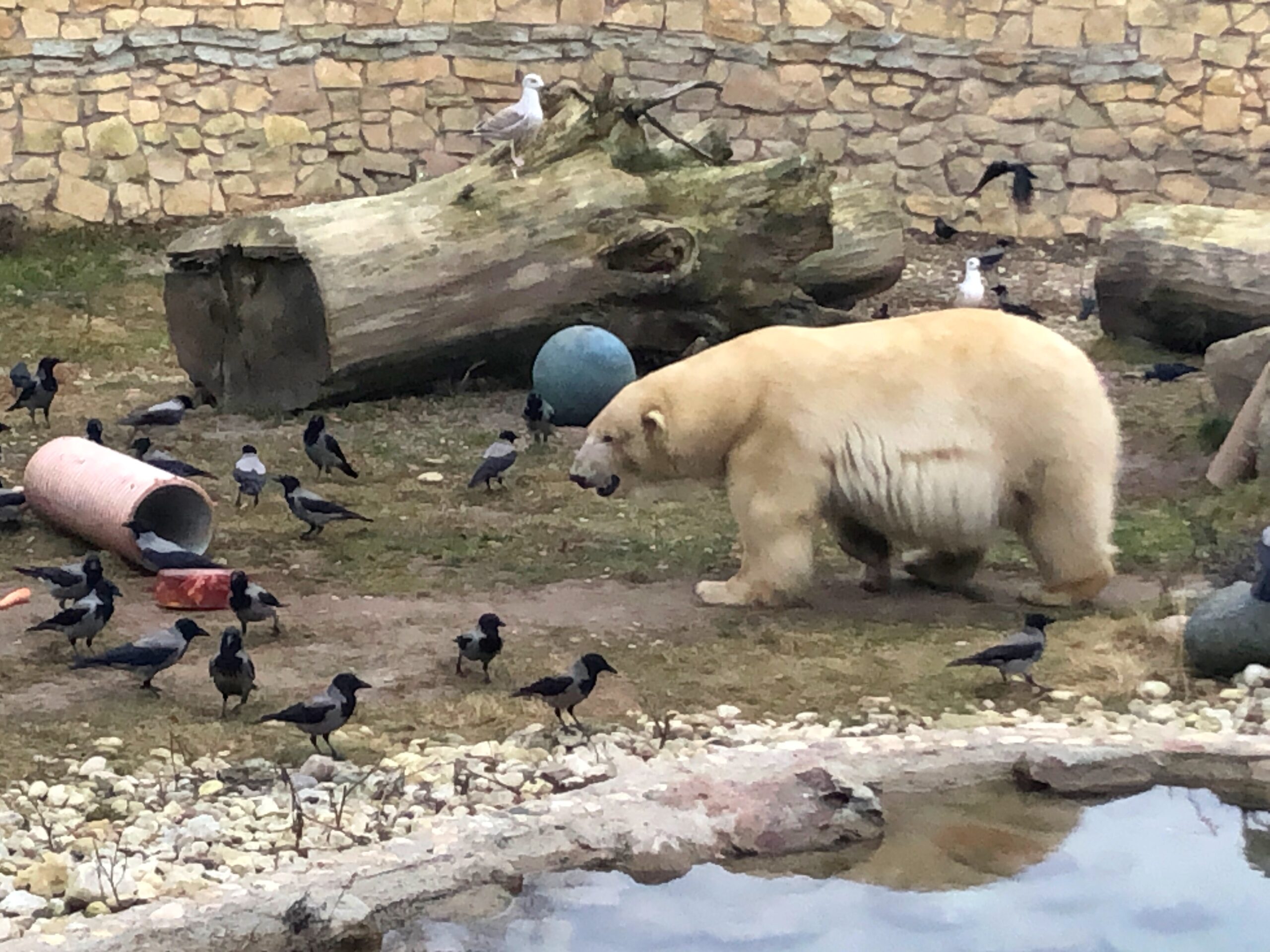 Tallinnan eläintarha