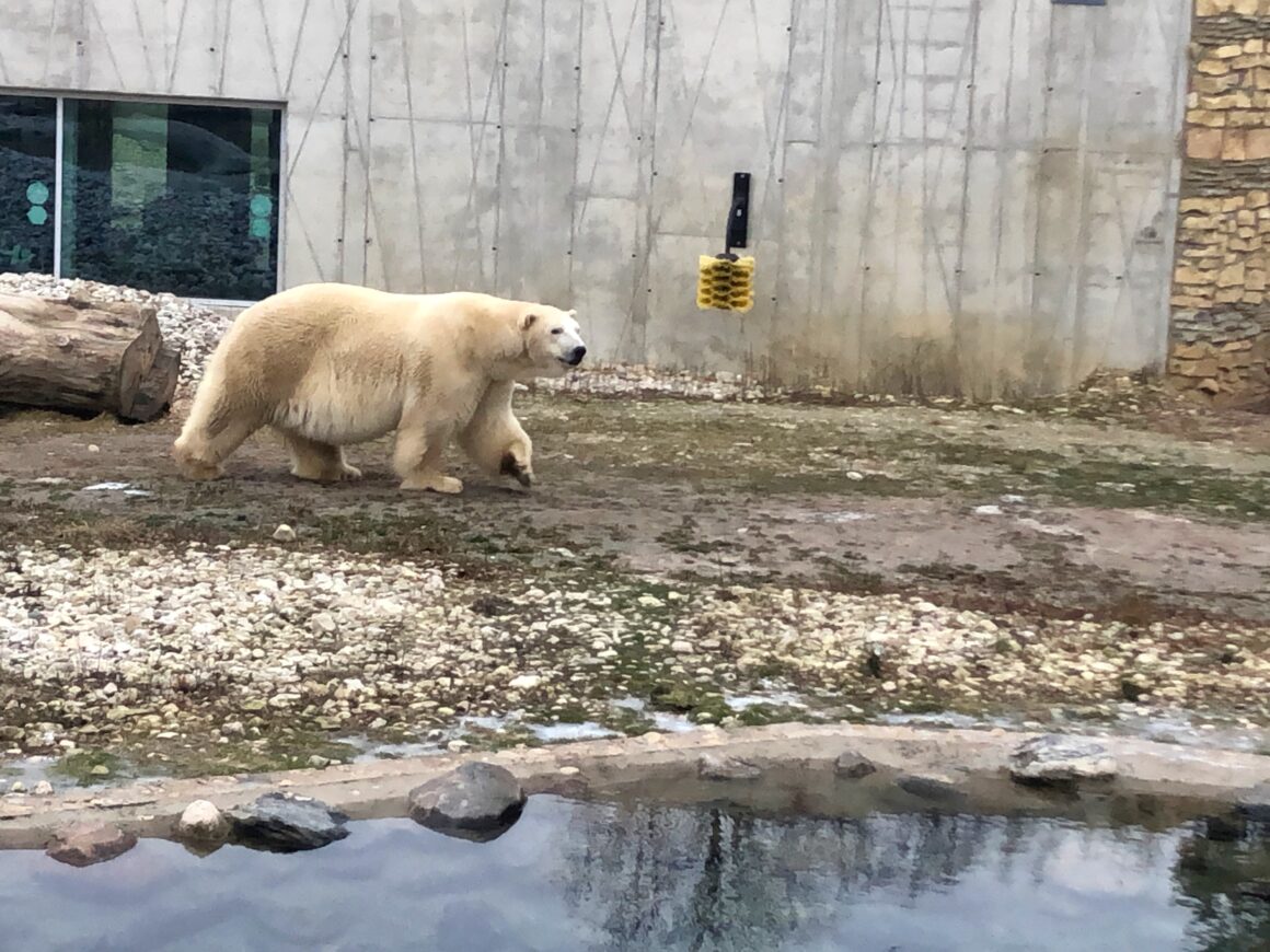 Tallinnan eläintarhan jääkarhu