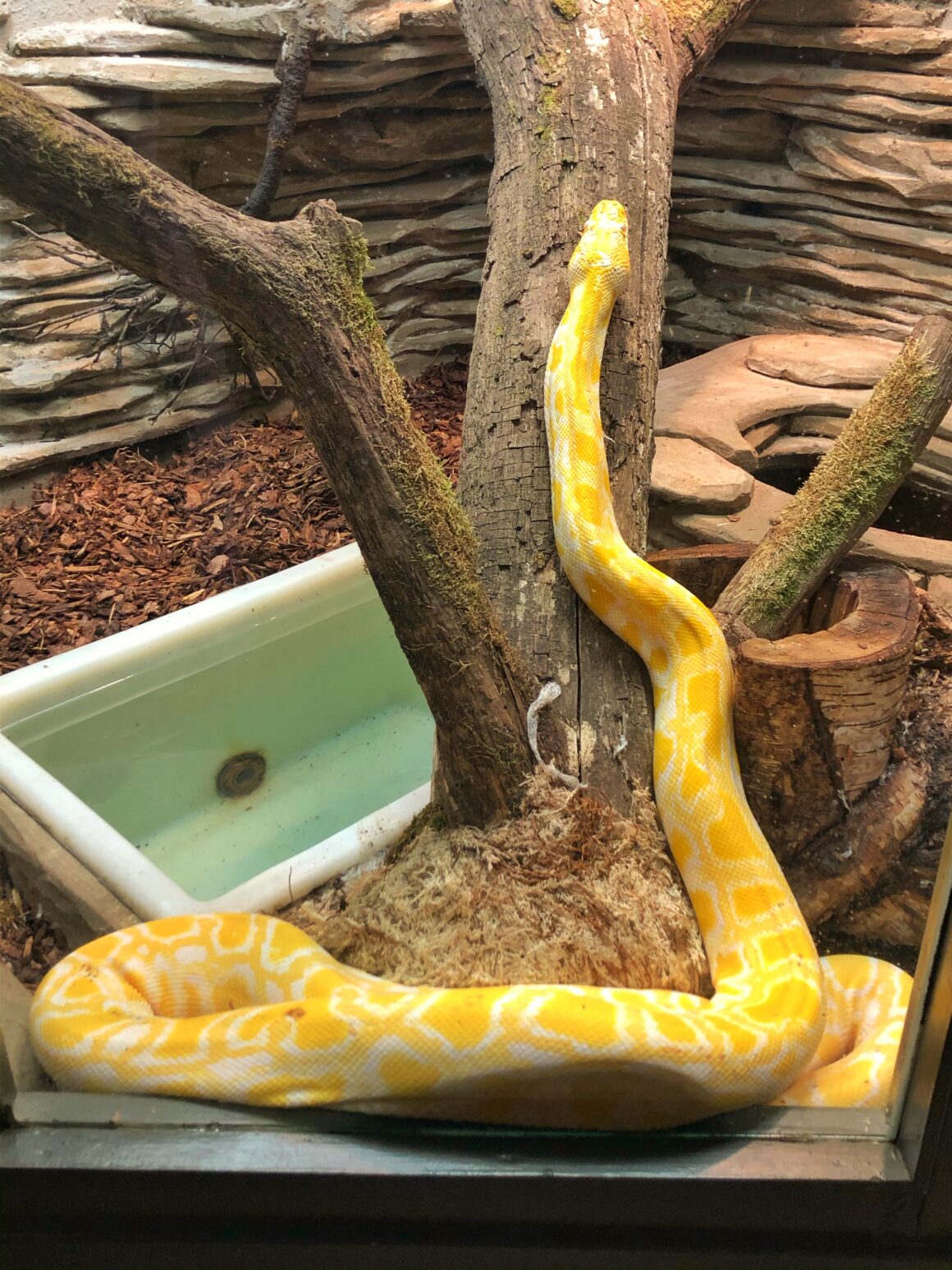 Käärme Tallinnan eläintarhassa